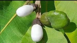 Bhilawa Plant / Marking Nut Tree (ભિલાવો)